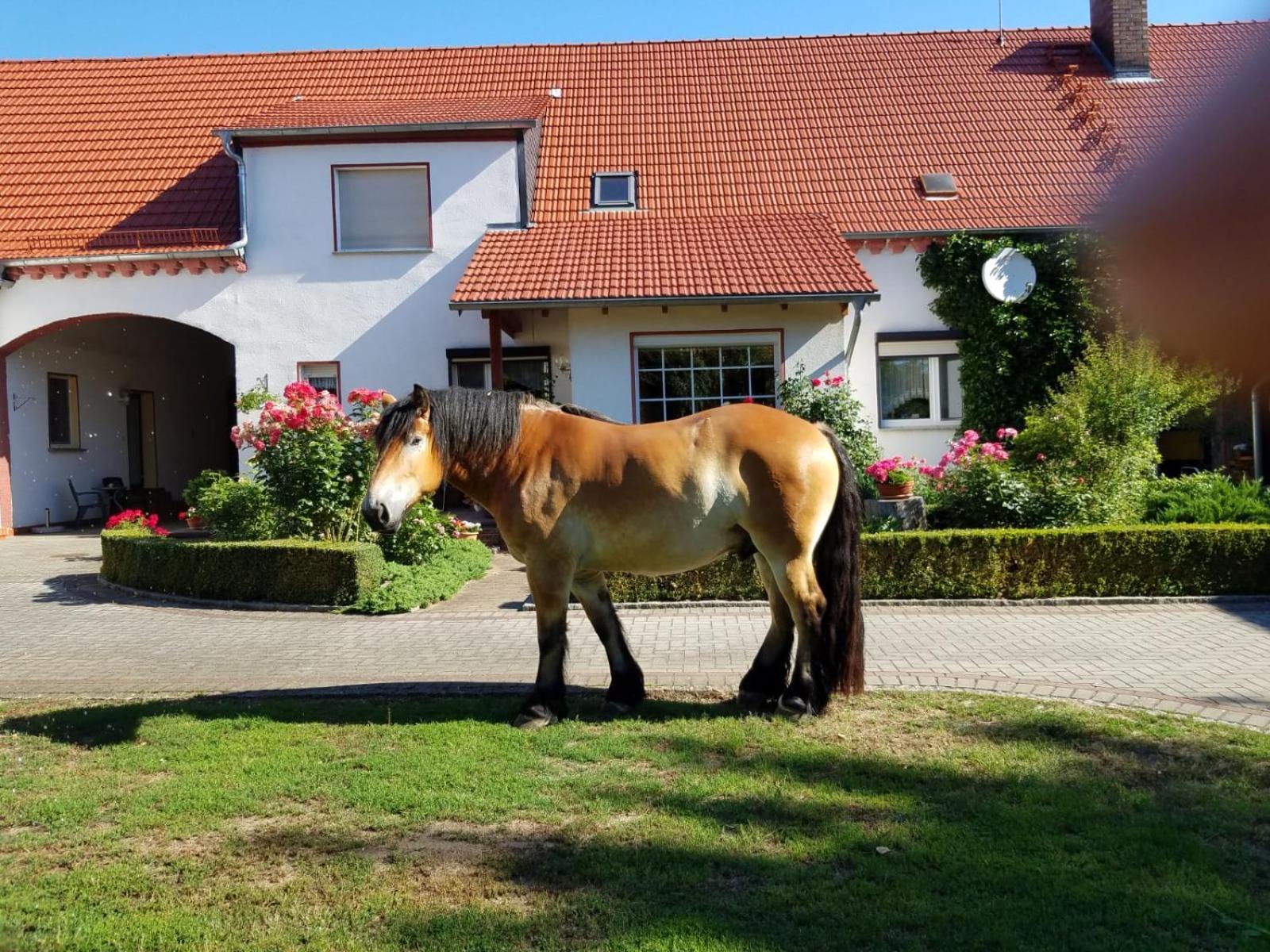 Top-Moderne Ferienwohnung Und Apartments Auf Frueherem Wunderschoenen Bauernhof Im Elbe-Elster-Kreis In Brandenburg Bei Herzberg-Elster, Schoenewalde, Holzdorf Extérieur photo